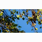 Kohlmeise im Herbst 1 DSC05688 (1).jpg